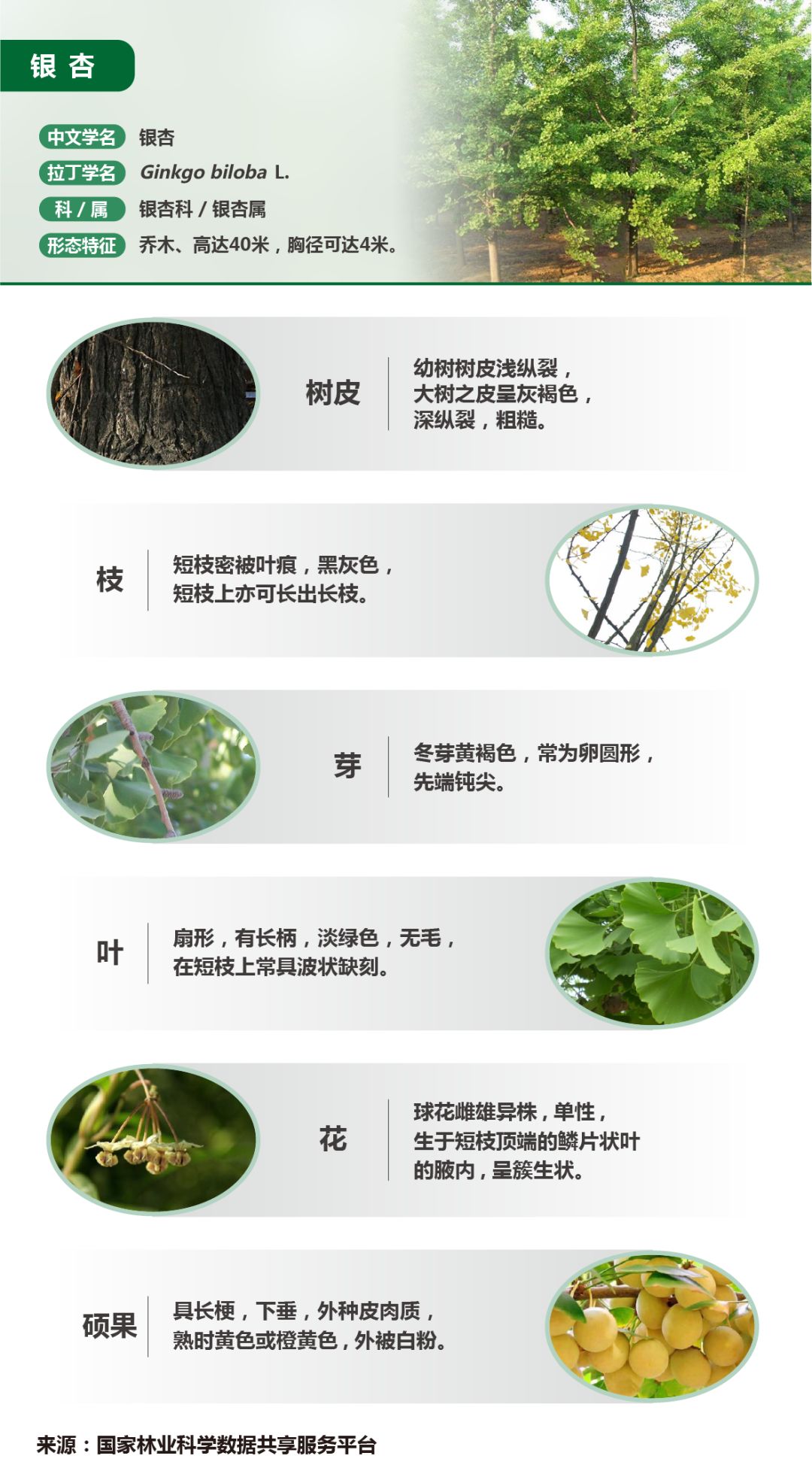 离让更多植物自建“化肥厂”又近了一步？植物精准辨“敌友”的秘密初解